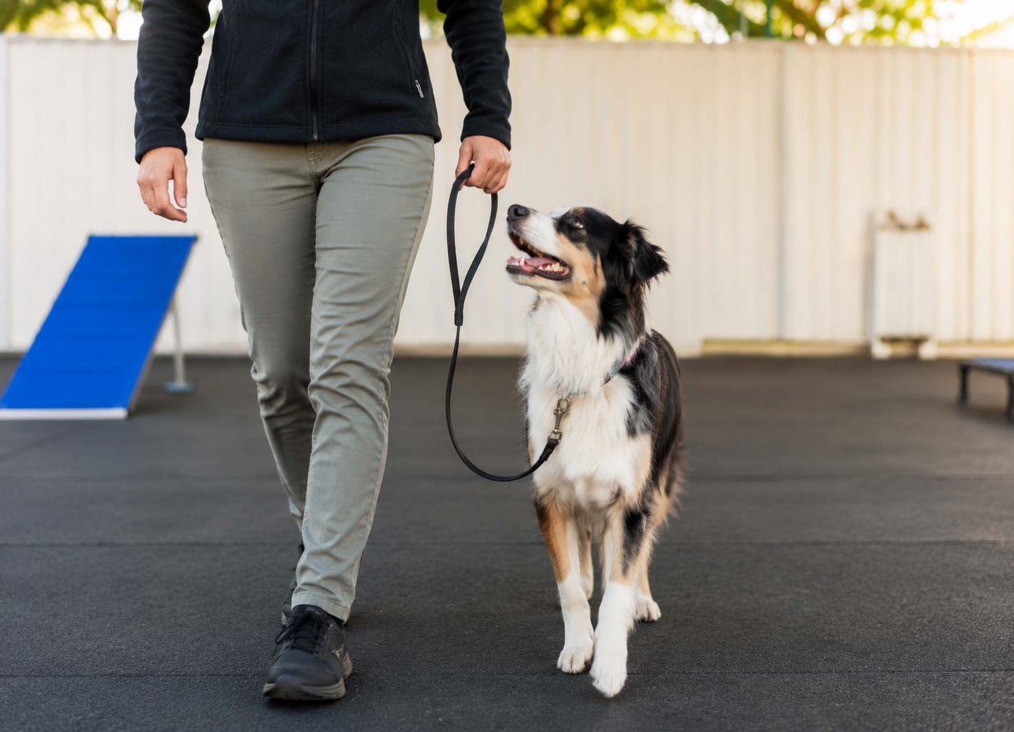 Dog walking calmly beside a person on leash