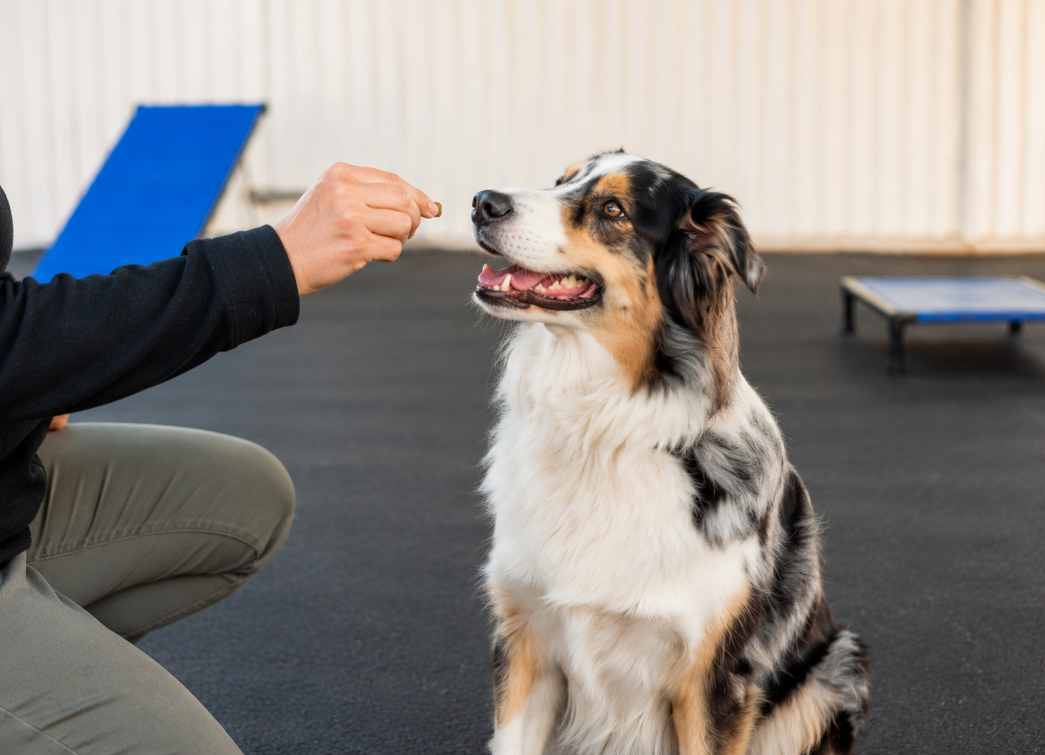 Dog learning through positive reinforcement