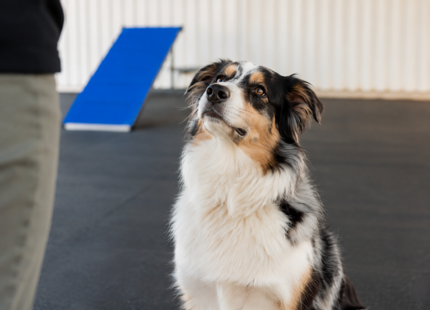 Calm dog looking attentive during training