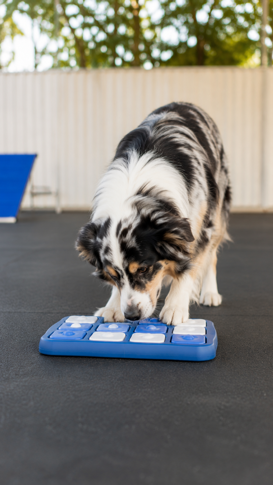 Dog doing an enrichment activity